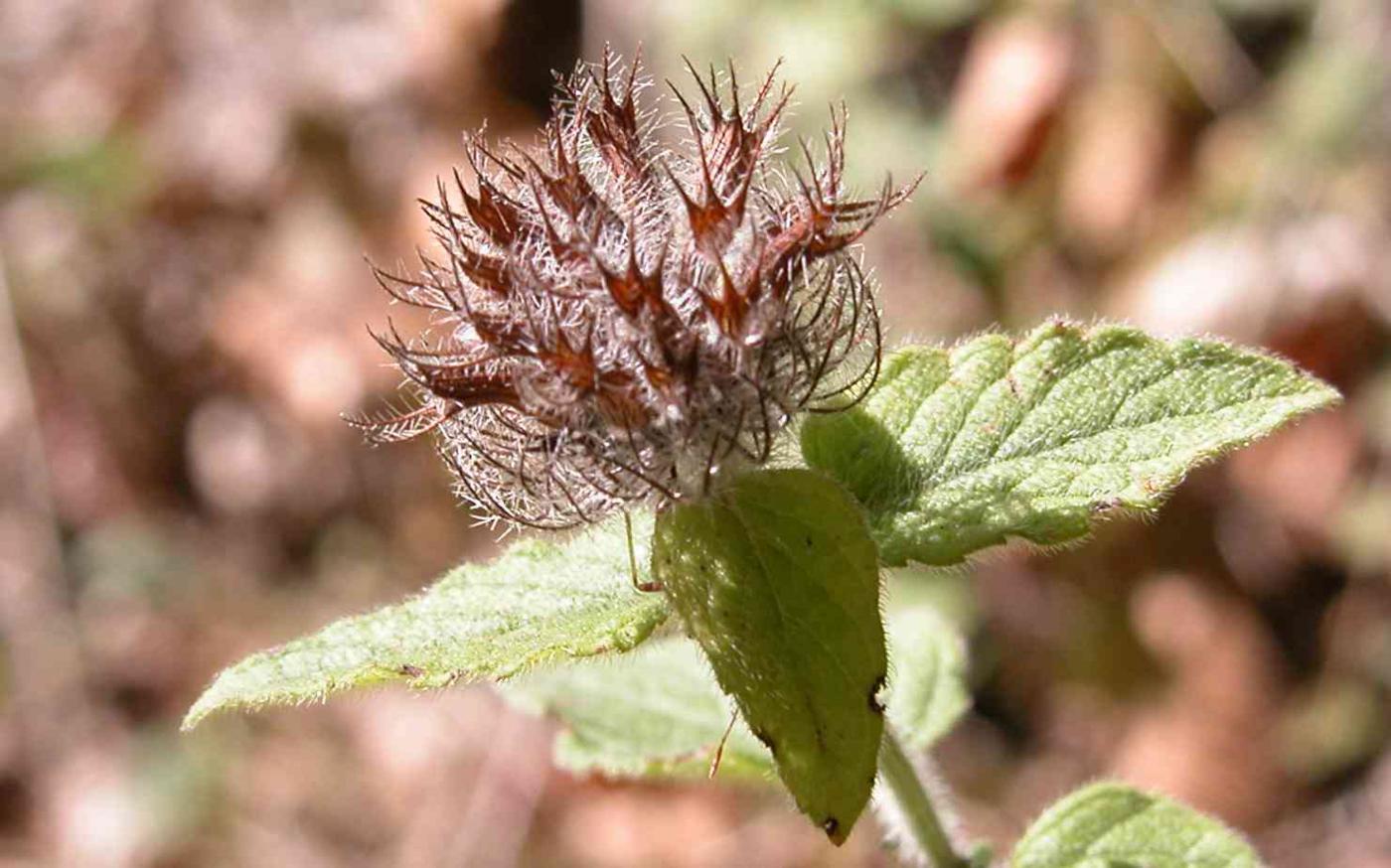 Basil, Wild fruit